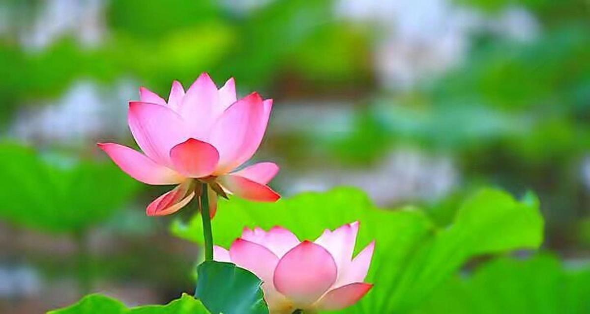 什么样的荷花适合家庭养殖？荷花养殖要点是什么？