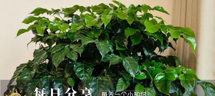 盆栽树掉叶子是什么原因？如何有效防止？