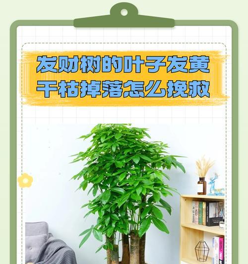 盆栽树掉叶子是什么原因？如何有效防止？