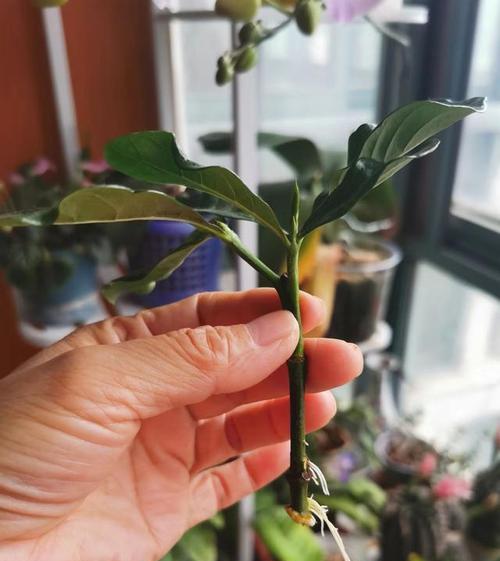 栀子花的最佳扦插时间是什么时候？如何进行扦插？