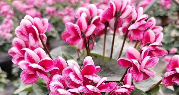 江西适合种什么花？有哪些推荐的花卉品种？