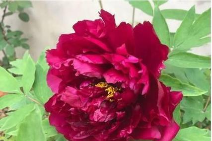 江西适合种什么花？有哪些推荐的花卉品种？