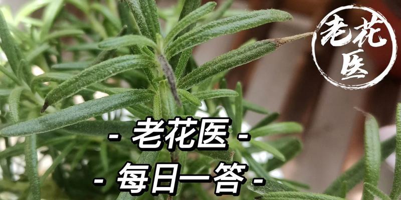 康乃馨叶子变黄是什么原因？如何解决？