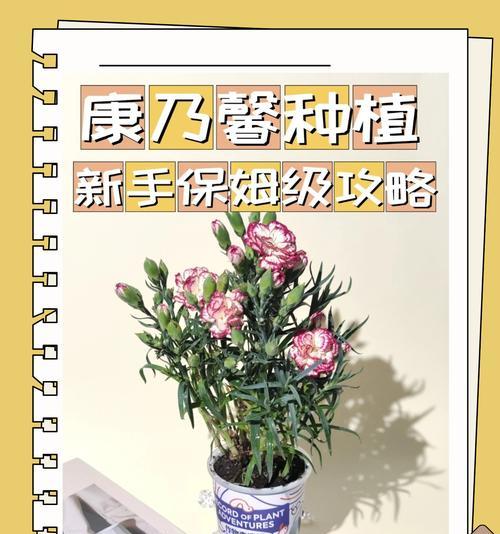 康乃馨叶子变黄是什么原因？如何解决？