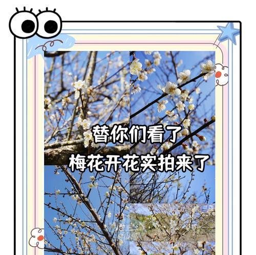 梅花修剪的最佳时机和方法是什么？修剪后如何护理？