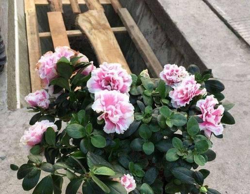 杜鹃花凋谢后如何管理？怎样促进下次开花？