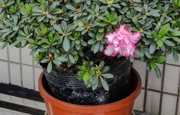 杜鹃花凋谢后如何管理？怎样促进下次开花？