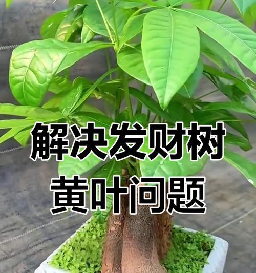 发财树黄叶的原因是什么？如何解决发财树黄叶的问题？