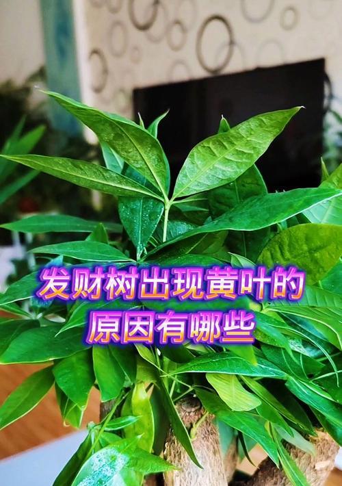 发财树黄叶的原因是什么？如何解决发财树黄叶的问题？