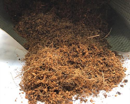 袖珍椰子适合哪种土壤？如何配制适合其生长的土壤？