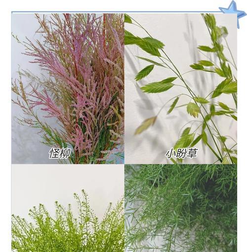插花常用配草器有哪些？如何选择合适的配草器？
