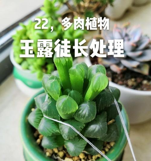 玉露徒长后如何恢复？