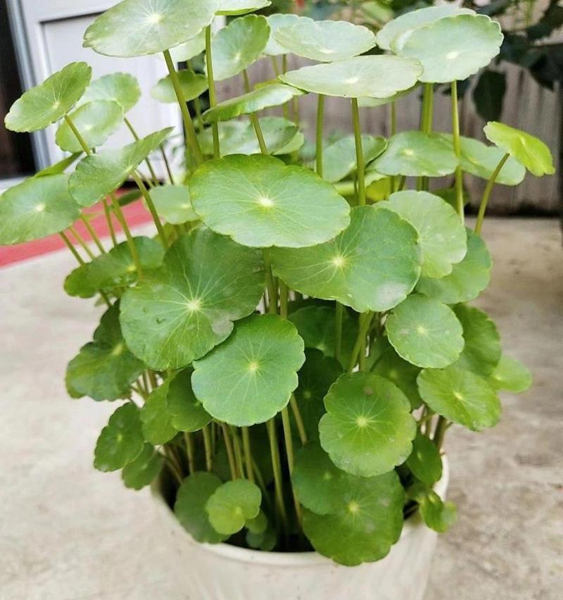 铜钱草的养殖方法是什么？如何保持铜钱草的健康生长？