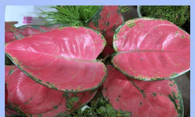 花叶万年青的养护技巧是什么？