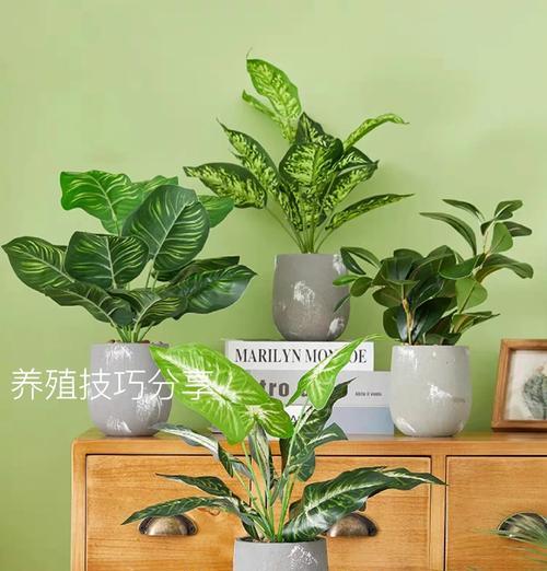 花叶万年青的养护技巧是什么？