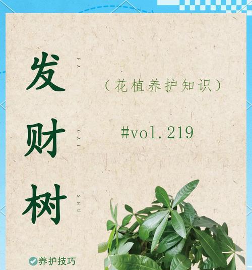 盆栽发财树换土换盆的正确步骤是什么？