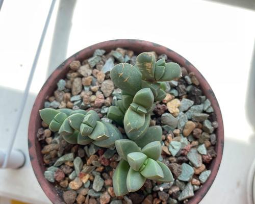 多肉海棠鹿角繁殖方法是什么？繁殖过程中常见问题如何解决？