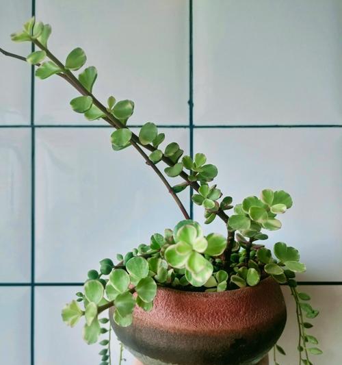 多肉植物移栽时的注意事项有哪些？如何避免移栽过程中的常见问题？