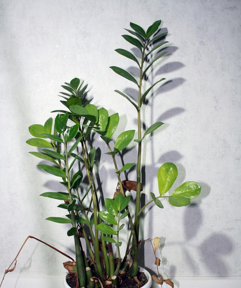 金钱树茂盛的秘诀是什么？如何处理其生长中的问题？