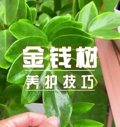 金钱树茂盛的秘诀是什么？如何处理其生长中的问题？