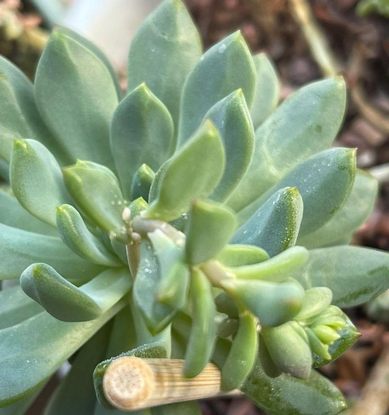 多肉植物生虫了怎么处理？有哪些有效的方法？