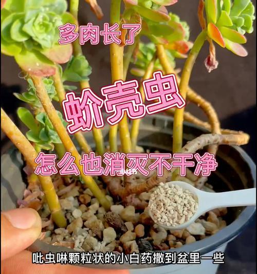 多肉植物生虫了怎么处理？有哪些有效的方法？