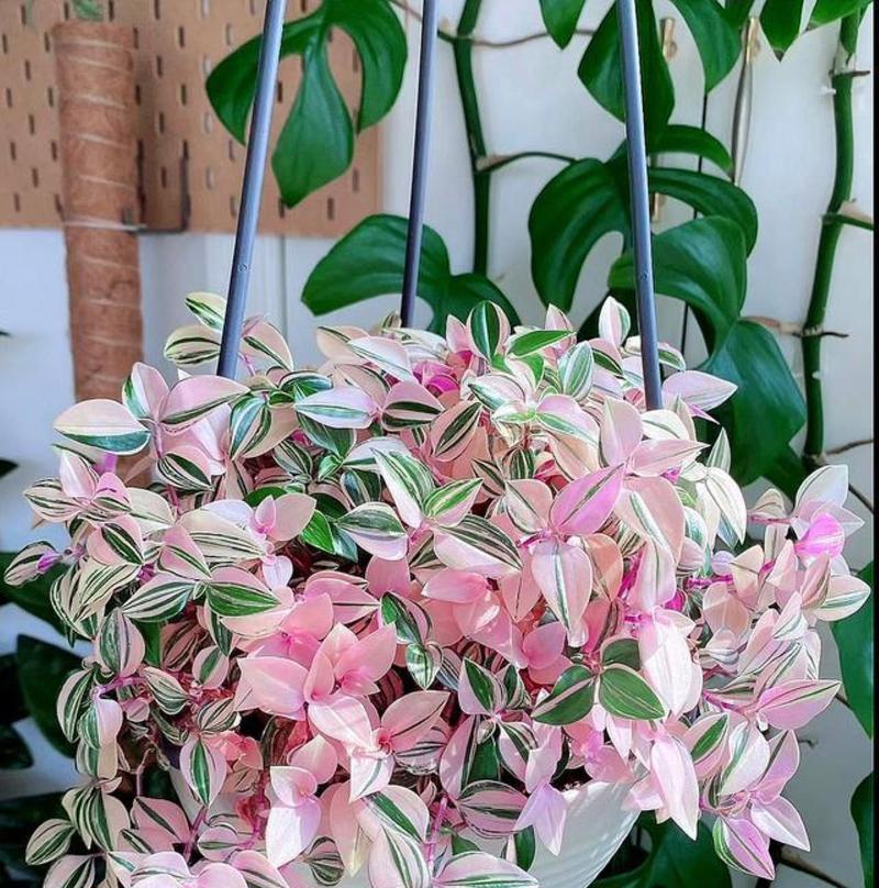 哪些耐阴花卉适合室内养殖？耐阴花卉的养护要点有哪些？