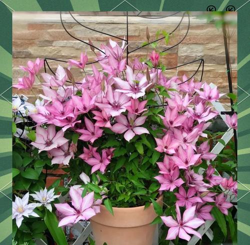 哪些耐阴花卉适合室内养殖？耐阴花卉的养护要点有哪些？