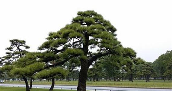 黑松裸根移植的正确方法是什么？