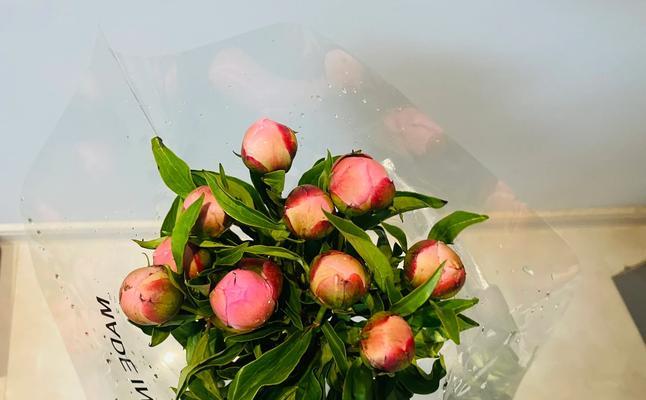 芍药花怎么养？有哪些关键的养护步骤？