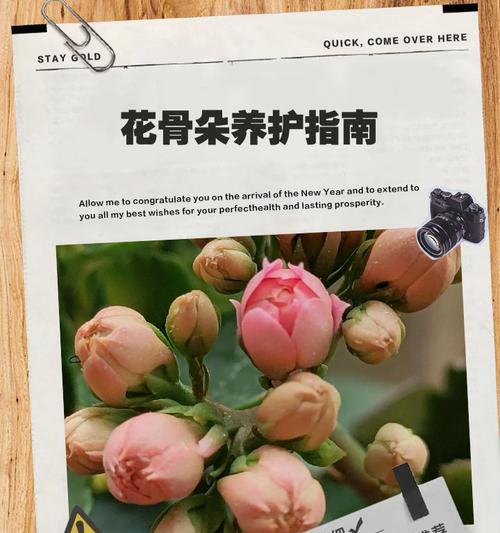芍药花怎么养？有哪些关键的养护步骤？