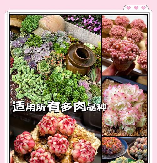 多肉植物爆多头的秘诀是什么？如何正确养护？