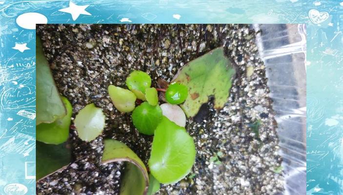 秋海棠的繁殖方法有哪些？怎样才能成功繁殖更多植株？