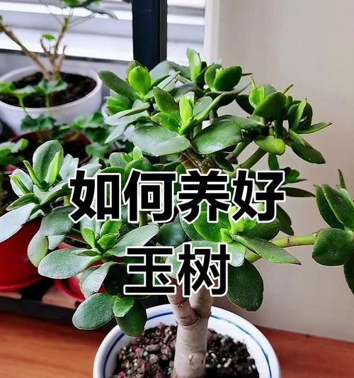 玉树什么什么？玉树的养护和繁殖方法是什么？