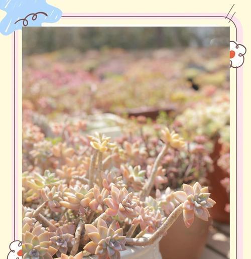多肉植物移栽的最佳时机是什么时候？移栽过程中应注意哪些问题？