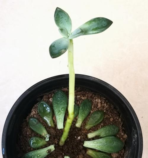 多肉植物移栽的最佳时机是什么时候？移栽过程中应注意哪些问题？