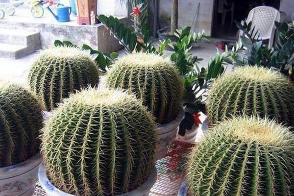 仙人指的养殖方法是什么？如何处理其常见病害？