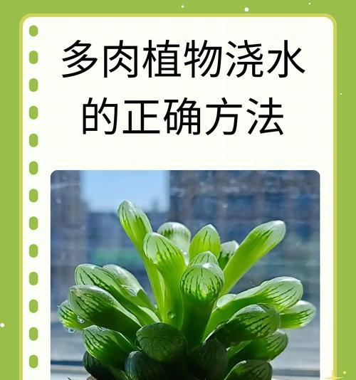 多肉植物冬季浇水的正确方法是什么？如何避免根部腐烂？