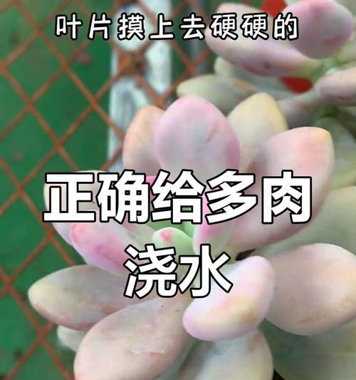 多肉植物冬季浇水的正确方法是什么？如何避免根部腐烂？