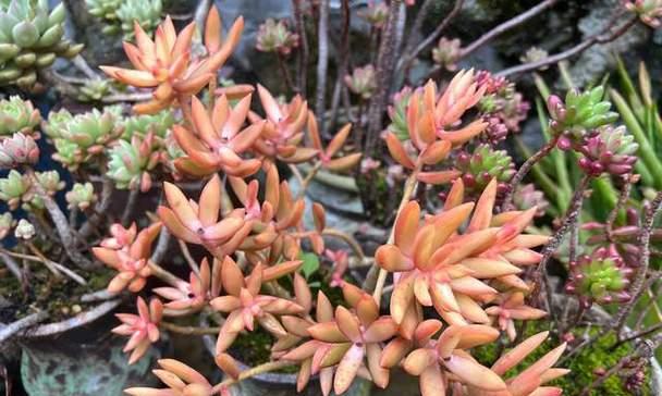 秋季多肉植物的养护要点是什么？如何防止多肉生病？