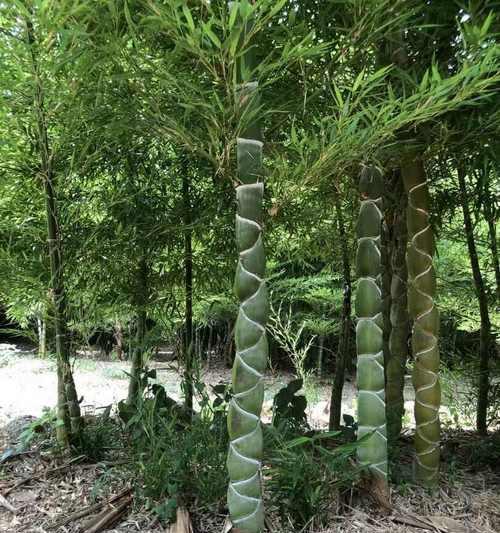 金镶玉竹子的养殖要点是什么？