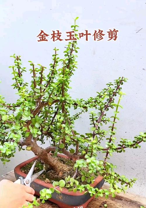 雅乐之舞的造型技巧有哪些？如何修剪才能保持其美观？