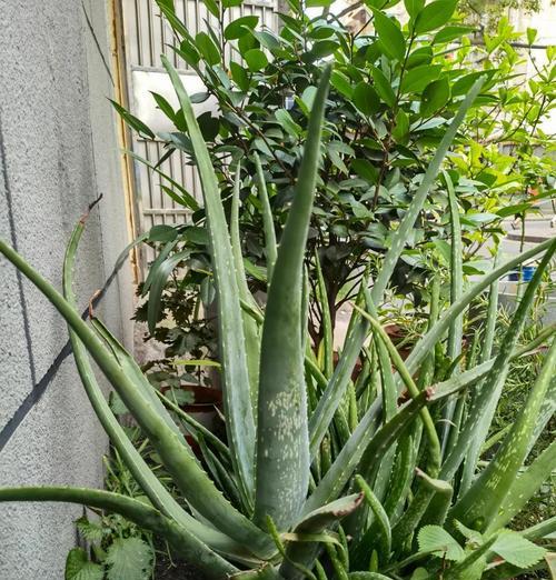 芦荟冬季养护方法有哪些？如何让芦荟安全过冬？