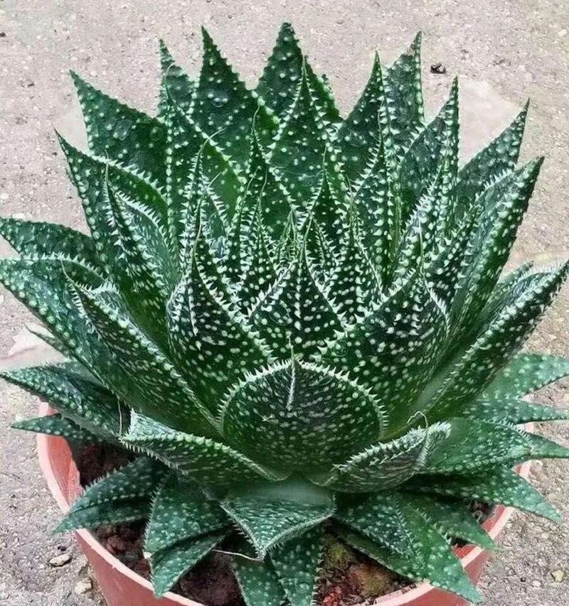 芦荟冬季养护方法有哪些？如何让芦荟安全过冬？