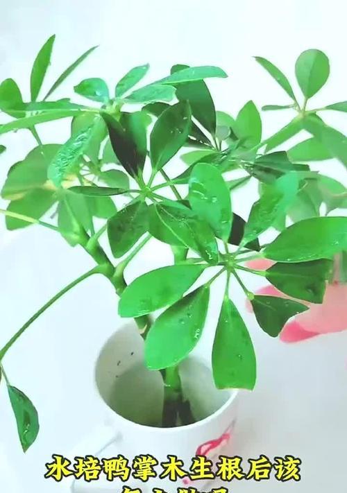 鸭掌木烂根的处理方法？如何预防烂根问题？