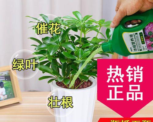 鸭掌木烂根的处理方法？如何预防烂根问题？