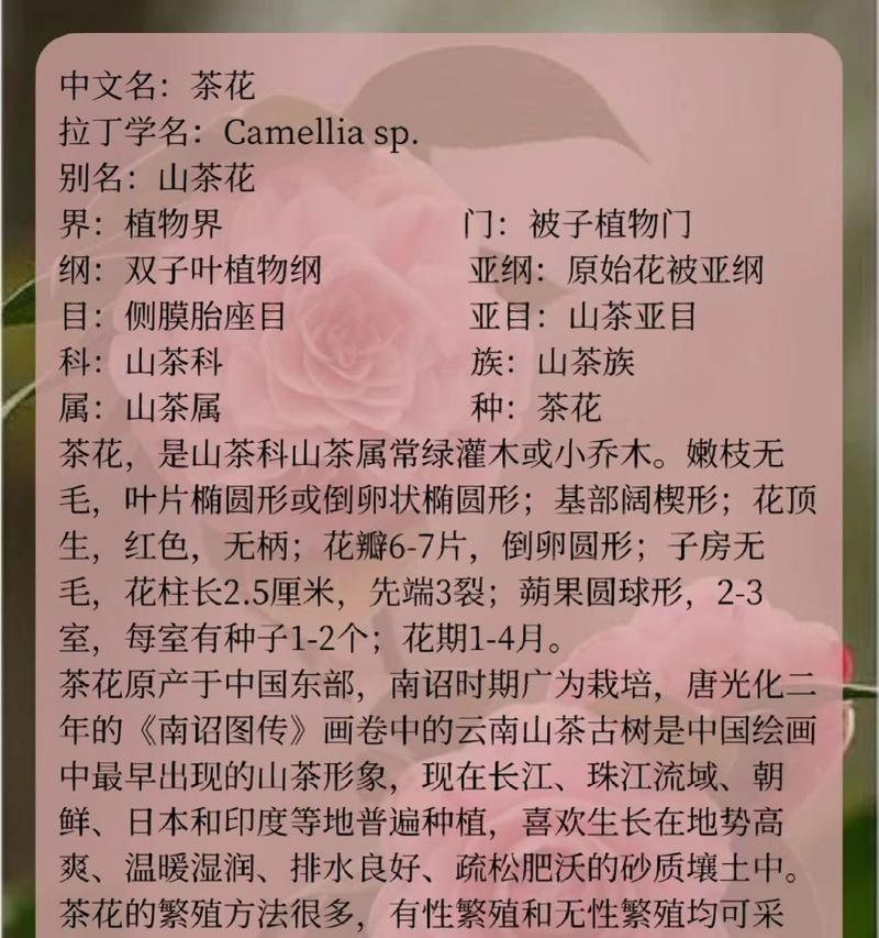 哪种茶花品种最吸引人？如何挑选？