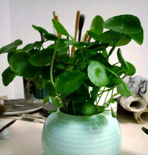 铜钱草的最佳种植时间是什么时候？怎样确保其高成活率？
