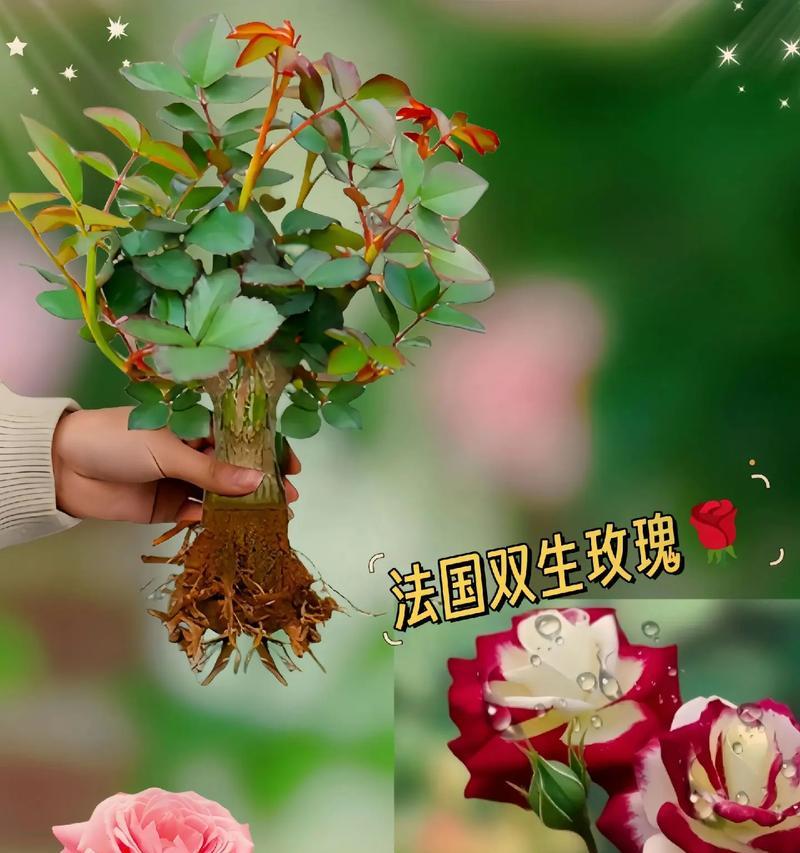 玫瑰的养护技巧是什么？怎样才能养出美丽的玫瑰花？