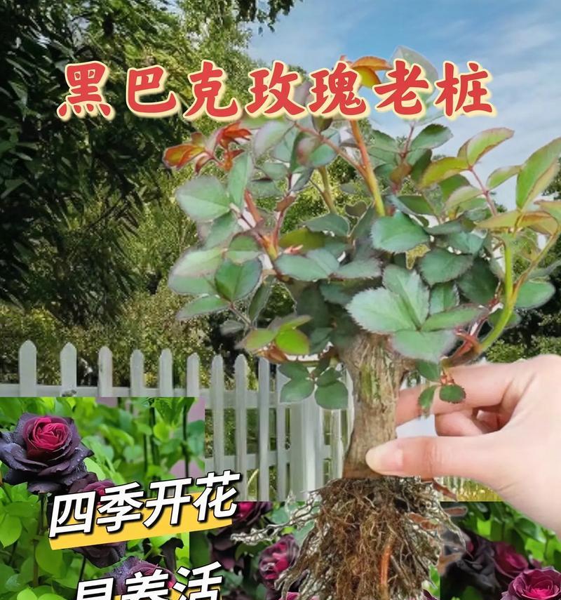 玫瑰盆栽的养护技巧有哪些？玫瑰盆栽如何繁殖？